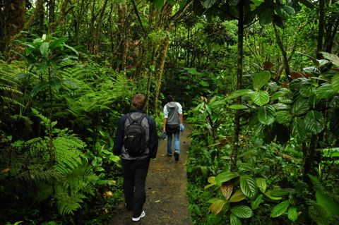 Treetop Suspension Bridges & Walkway