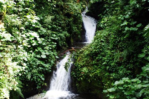 Cloud Forest Bird Watching Tour