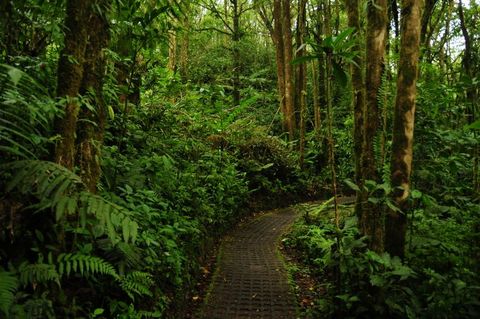 Selvatura Hummingbird Garden