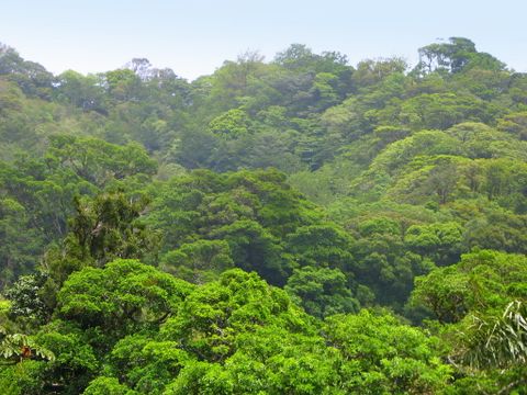 Monteverde Cloud Forest Lodge