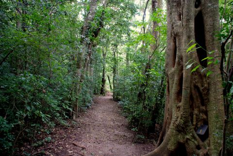 Children's Eternal Rainforest Night Walk