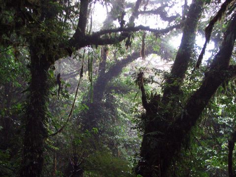 Cloud Forest Bird Watching Tour