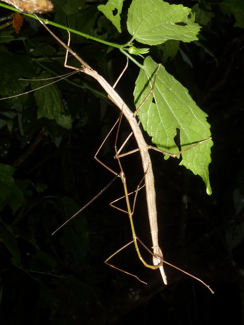 Children's Eternal Rainforest Night Walk