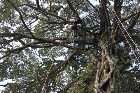 Climb a Giant Fig Tree