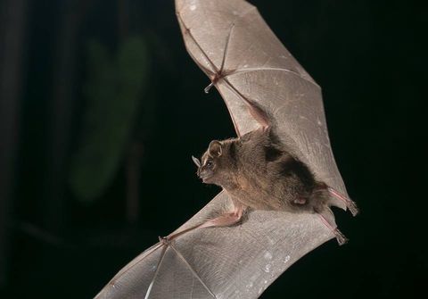 Bat Jungle Exhibit