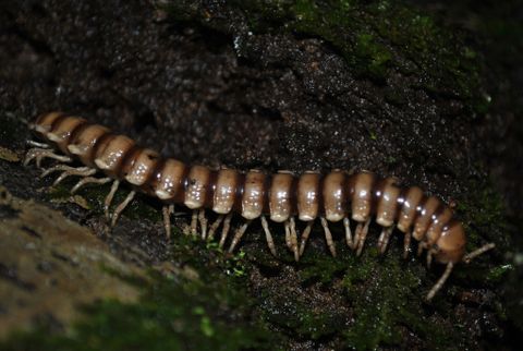 Children's Eternal Rainforest Night Walk