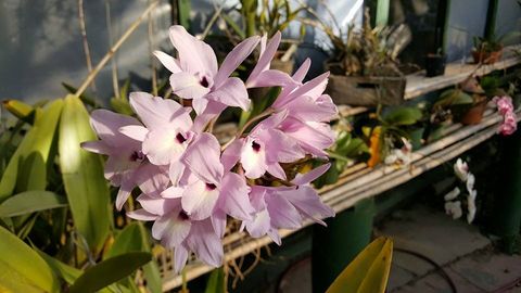 Monteverde Orchid Garden Tour