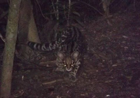 Children's Eternal Rainforest Night Walk