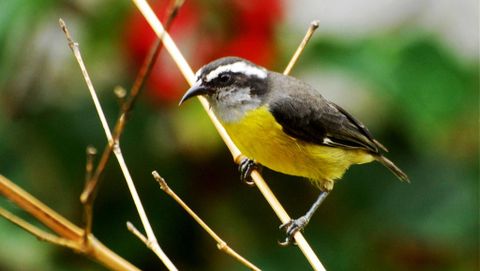 Cloud Forest Bird Watching Tour