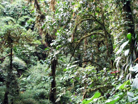 Santa Elena Cloud Forest Reserve