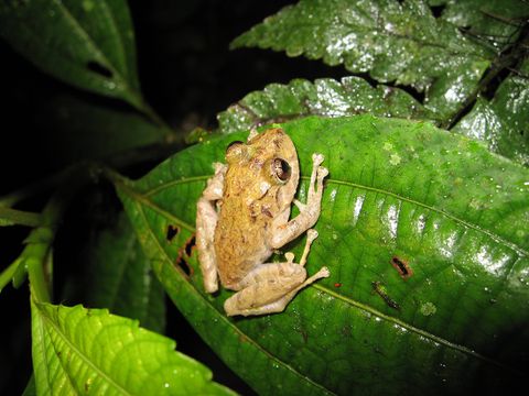 Curi Cancha Reserve Night Tour