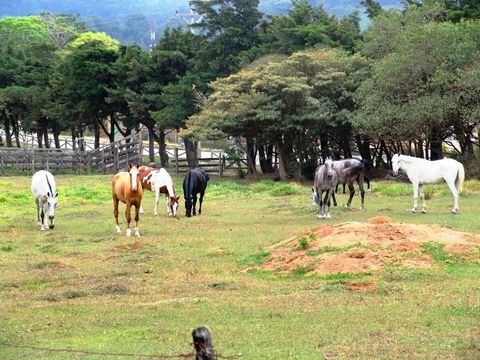 Horseback Riding