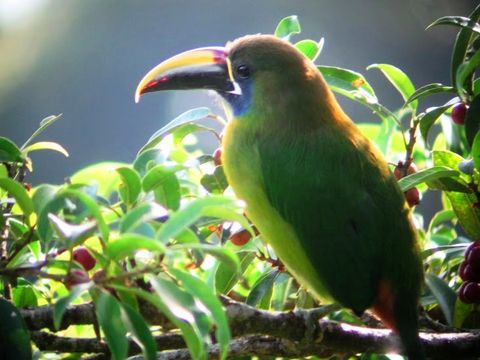 Curi-Cancha Reserve Tour