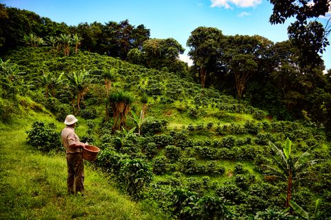 Cafe Monteverde Coffee Tour