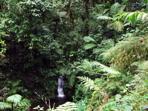 Santa Elena Cloud Forest Reserve