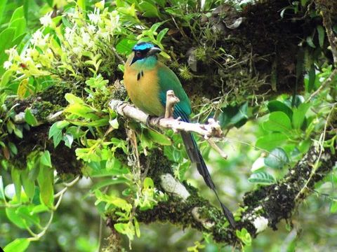 Curi-Cancha Reserve Tour