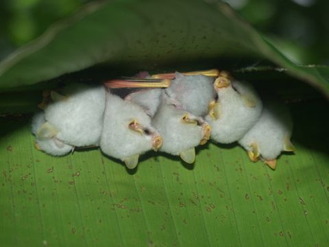 Bat Jungle Exhibit