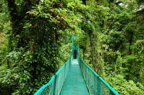 Treetop Suspension Bridges & Walkway