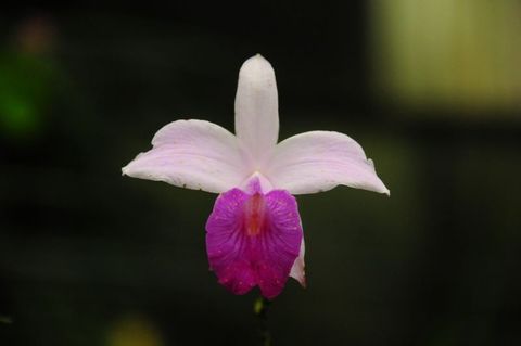 Selvatura Hummingbird Garden