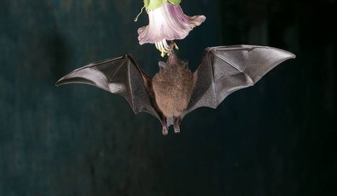 Bat Jungle Exhibit