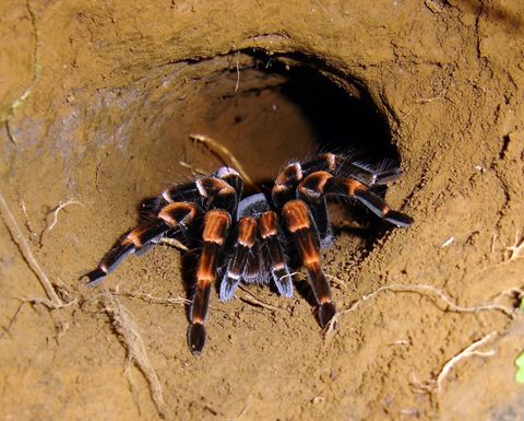 Curi Cancha Reserve Night Tour