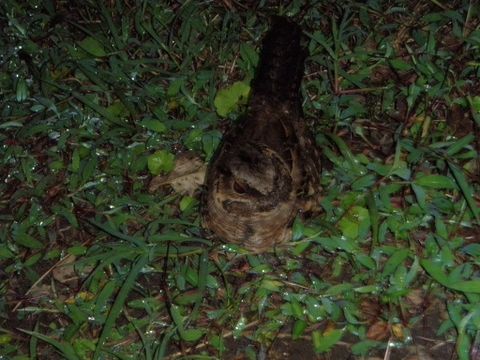 Children's Eternal Rainforest Night Walk