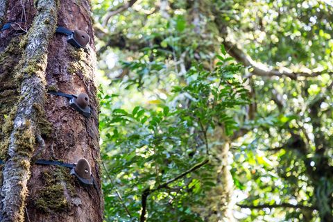 Climb up into the Cloudforest Canopy 