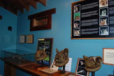 Bat Jungle Exhibit