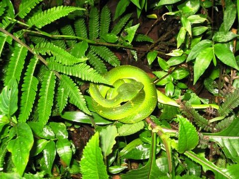 Curi-Cancha Reserve Tour