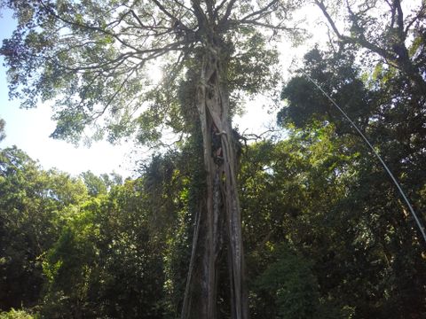 Climb a Giant Fig Tree