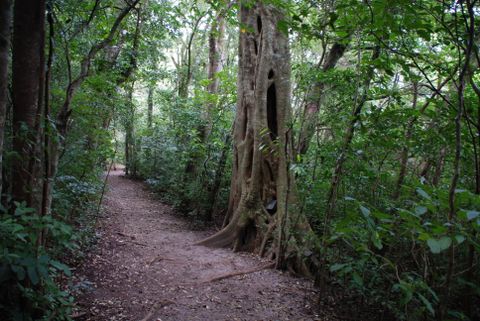 Monteverde Conservation League