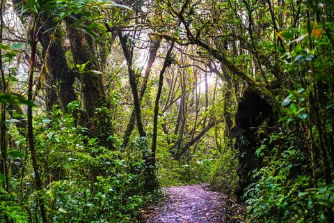 A Santa Elena Cloud Forest trail is surrounded by trees which almost form an archway