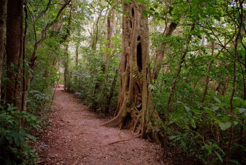 Children's Eternal Rainforest Night Walk