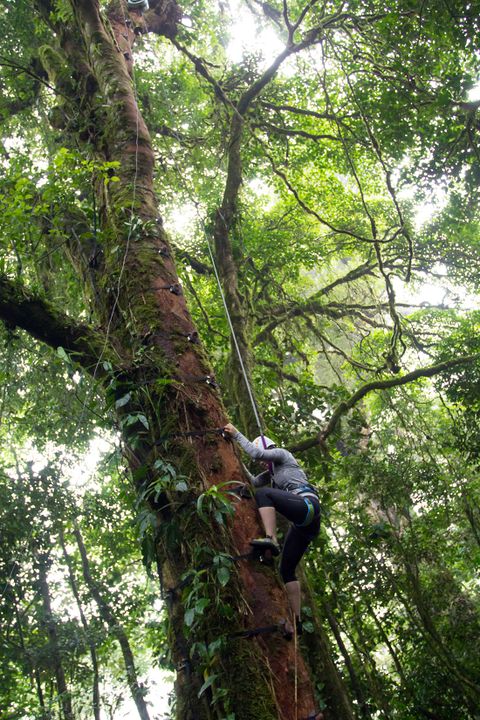 Climb up into the Cloudforest Canopy 