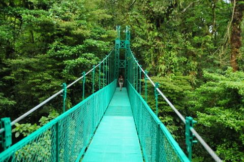 Treetop Suspension Bridges & Walkway