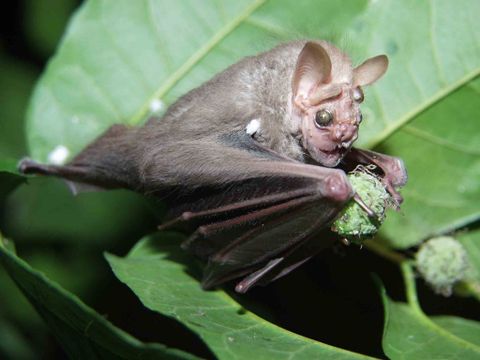 Bat Jungle Exhibit