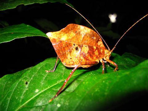 Curi Cancha Reserve Night Tour