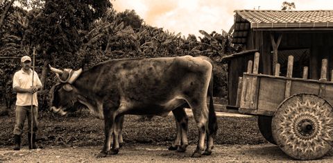 Don Juan Coffee, Chocolate & Sugar Cane Tour