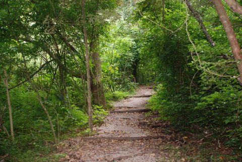 Monteverde Conservation League