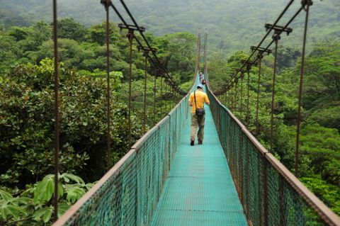 Treetop Suspension Bridges & Walkway