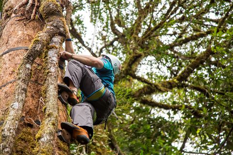 Climb up into the Cloudforest Canopy 