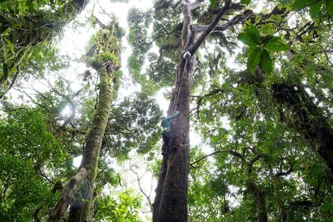 Climb up into the Cloudforest Canopy 