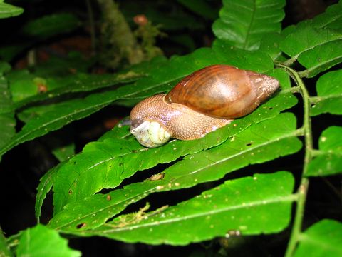 Curi Cancha Reserve Night Tour