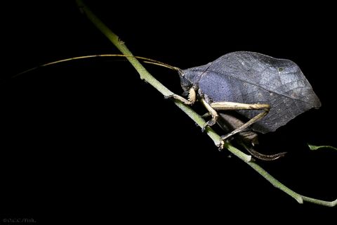 Children's Eternal Rainforest Night Walk