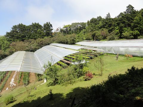 Cabañas y Jardines Los Pinos