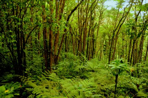 Monteverde Cloud Forest Reserve