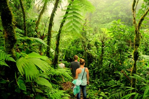 Monteverde Cloud Forest Reserve