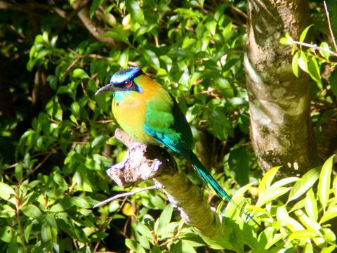 Cloud Forest Bird Watching Tour