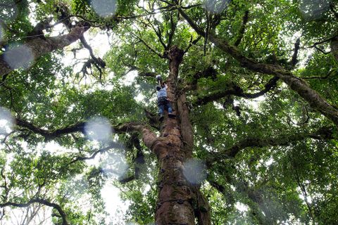 Climb up into the Cloudforest Canopy 