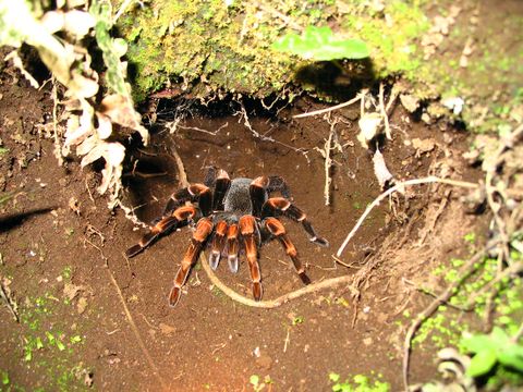 Curi Cancha Reserve Night Tour